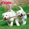 Plato; Chiots | 2027 12 x 24 Inch (Hanging) Monthly Square Wall Calendar | French Language; Category:Wall Calendars; Image:2